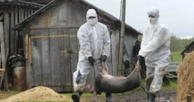 Almanya’da Afrika domuz vebası salgını endişesi