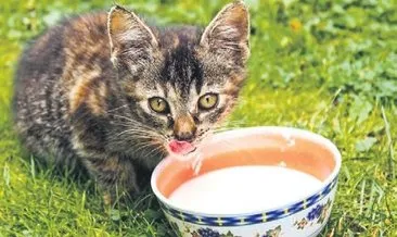 İnek sütü içen kediler, kuş gribine yakalandı