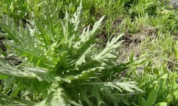 Doğal şifa sanılıyor ama sessiz katil! Bu bitki karaciğer yetmezliği yapıyor! #kars
