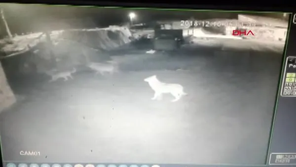 Ardahan'da köye inerek iki köpeği parçalayan kurt sürüsü güvenlik kamerasında!