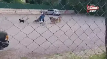 Sokak ortasında 10 köpeğin saldırısına uğradı
