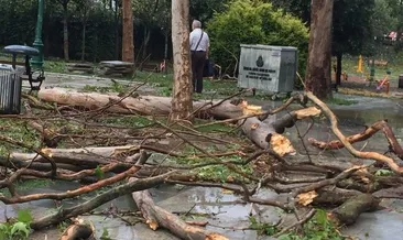Gezi’de ağaçlar sökülüyor