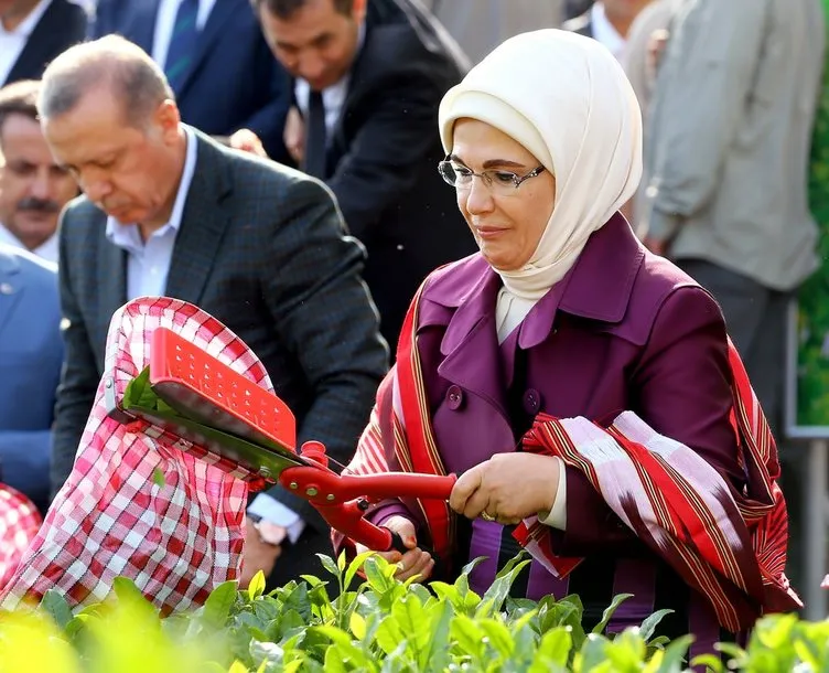 Cumhurbaşkanı Erdoğan Rize’de çay hasadı yaptı!