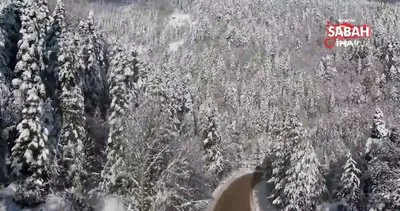 Ormanlar bu sefer beyaz örtüsüyle mest etti | Video