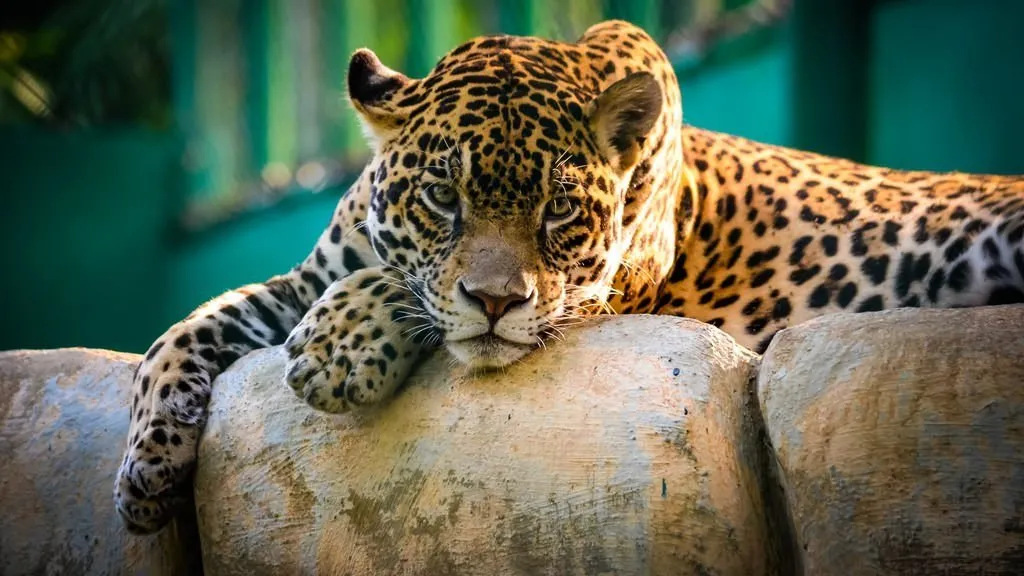 Jaguar nasl bir hayvandr Galeri Yaam Jaguar nasl bir hayvandr Galeri Yaam