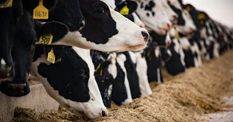 Hayvancılık yapana büyük destek