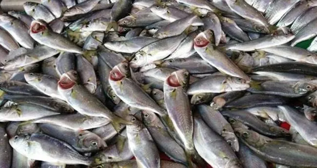 Ocak ayında yenmesi gereken balıklar