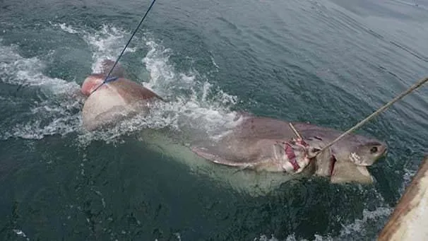 Marmara’da 1 ton ağırlığında köpek balığı yakalandı