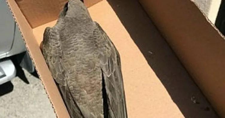 Kırklareli’nde bulunan ebabil kuşu doğaya bırakıldı