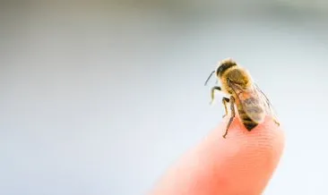 Mucizelerine bir yenisi daha eklendi! Bakın bal arıları akciğer kanserini nasıl tespit ediyormuş: %82 oranla...