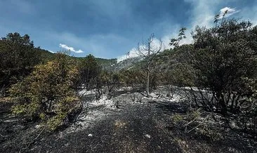 Tokat’taki orman yangını kontrol altına alındı