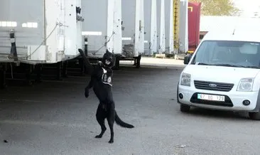 Narkotik köpeği ’Dark’, 181 kök keneviri yakalattı