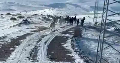 Karla mücadelede yılkı atı sürprizi #sivas
