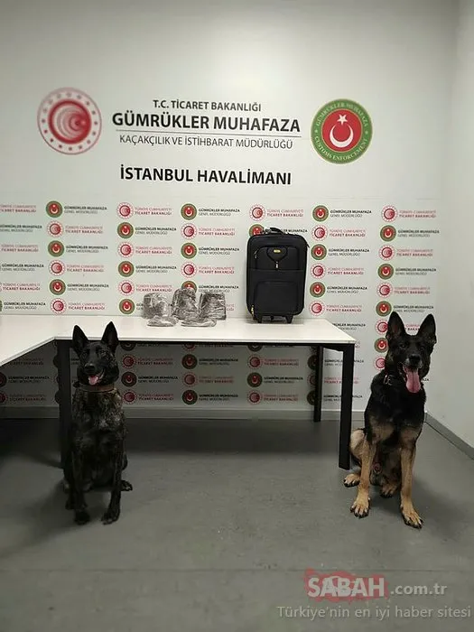 SON DAKİKA: Şüpheli yolcuyu dedektör köpeği tespit etti! İstanbul Havalimanı’nda yakalandı...