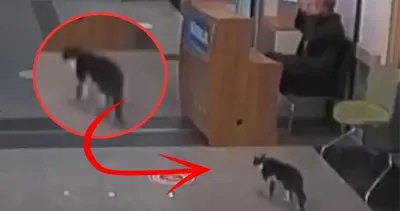 Sosyal medya bu görüntüyü konuşuyor: Ayağı kırılan kedi sekerek acil servise gitti!