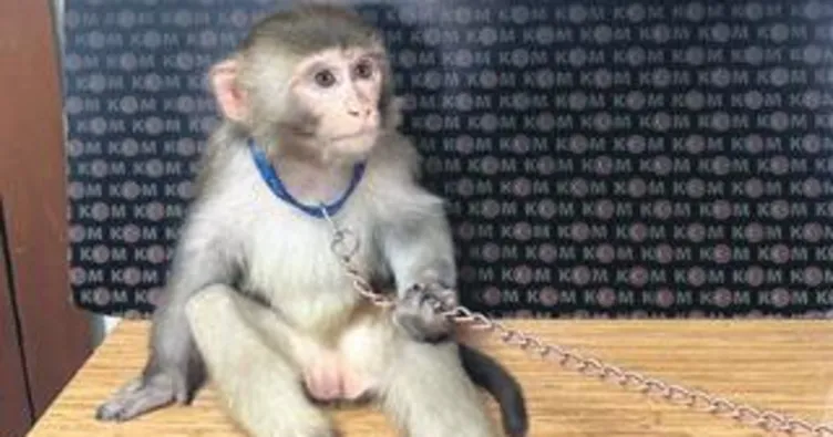 Egzotik hayvan kaçakçılarına baskın