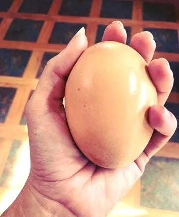 İçinden çıkanlar şok etti!