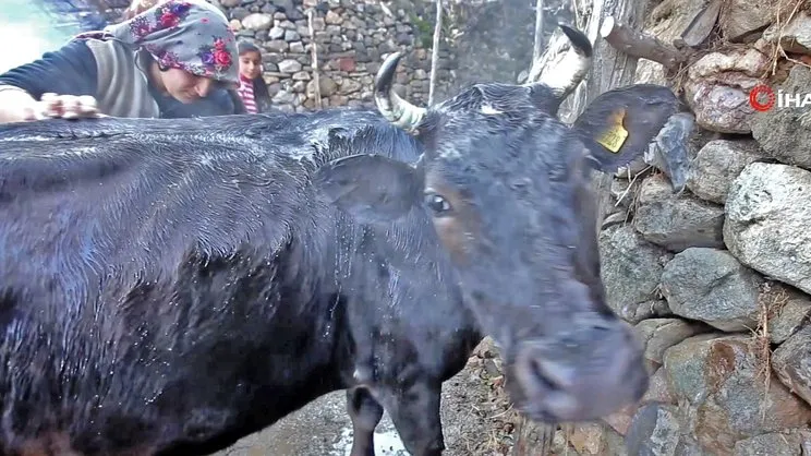 Gümüşhane’de sıcak su ve sabunla bebek gibi yıkanan ineklerin banyo keyfi kamerada | Video