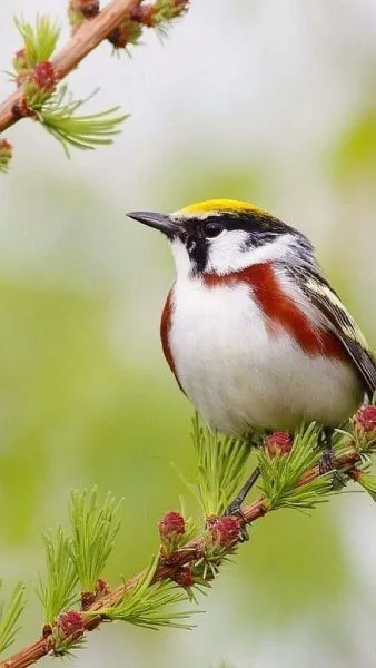Doğanın en güzel renklerine sahip kuşlar
