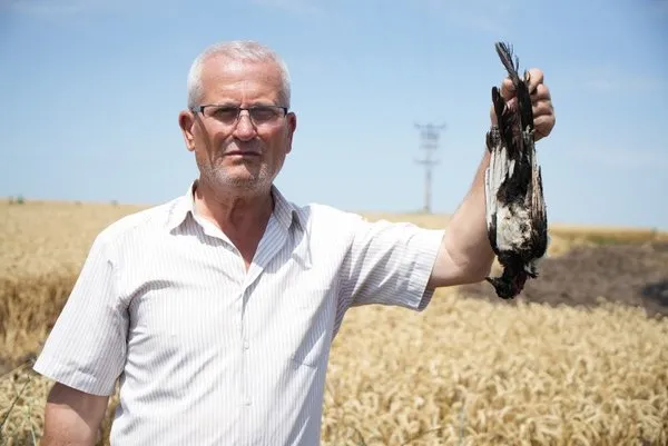 Saksağan bir köyün kabusu oldu: Her gün nöbet tutuyorlar! - Galeri - Yaşam