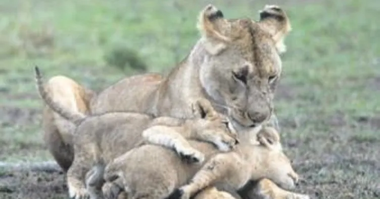 Milli parktaki 11 aslanı zehirlediler