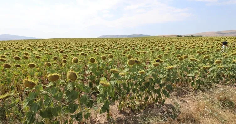 Vali Masatlı, çiftçilere tohumu dağıtılan ‘Ayçiçeği’ tarlalarında incelemelerde bulundu