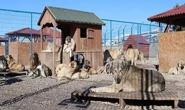 Erzurum Büyükşehir Belediyesi, mama lobisine karşı fabrika kuruyor #erzurum