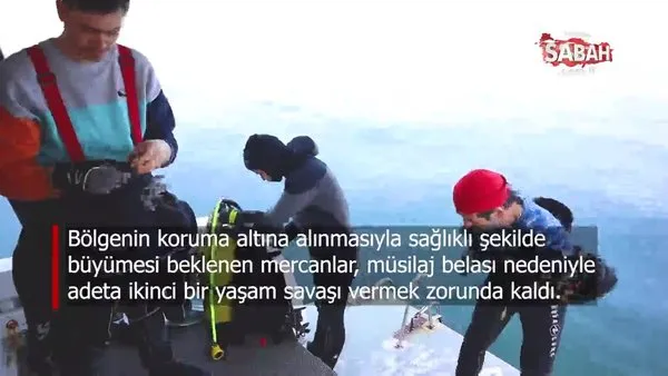 Derin mavilerde yaşam operasyonu | Video