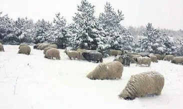 Karda yayılan koyunlar ilginç görüntüler oluşturdu #ordu