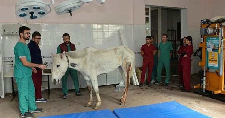 Konya’da silahla vurularak yaralanan at, Selçuk Üniversitesinde rehabilite ediliyor
