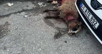 Gölcük’te dehşet! Sokak köpekleri koyunlara saldırdı #kocaeli
