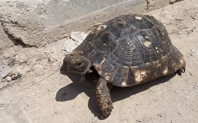 cok fazla sophie arama kaplumbaga biblosunun anlami lonegrovedentist com cok fazla sophie arama kaplumbaga biblosunun anlami lonegrovedentist com