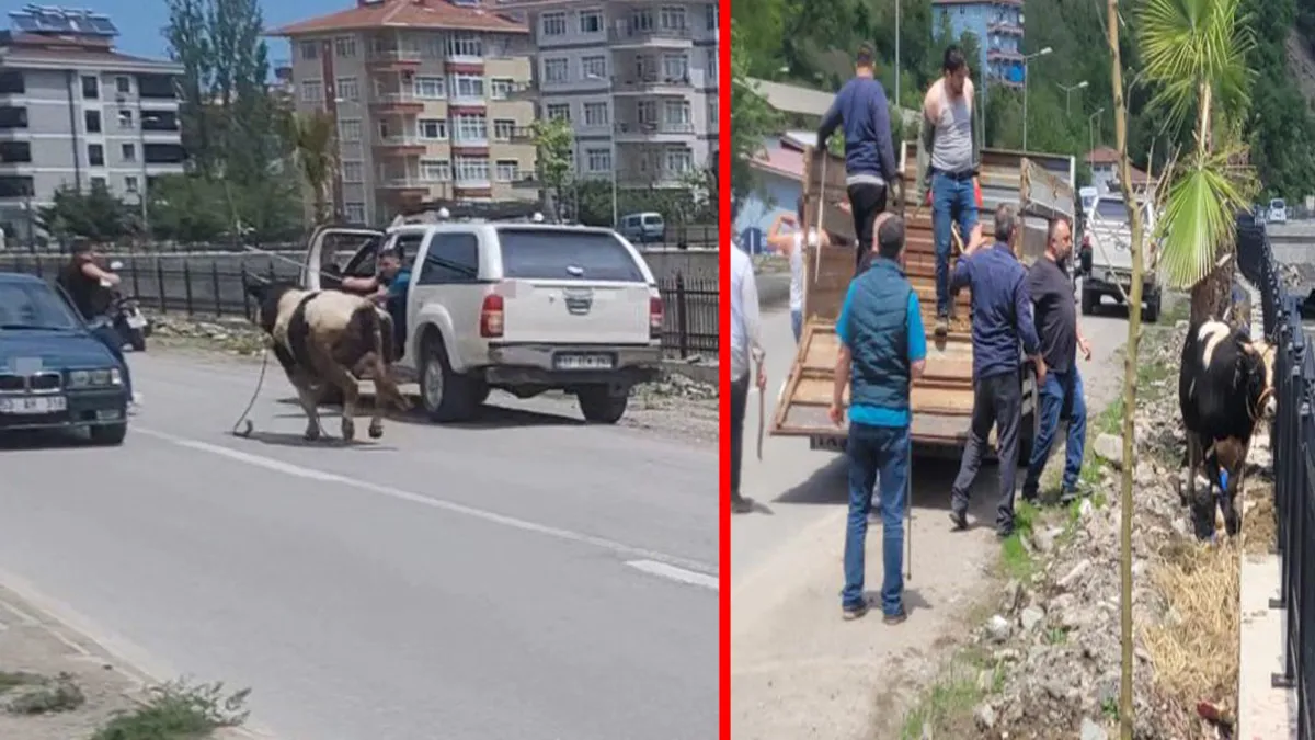 Kastamonu’da kurbanlık dana firar etti: İlçeyi birbirine kattı! Kastamonu’da kurbanlık dana firar etti: İlçeyi birbirine kattı!