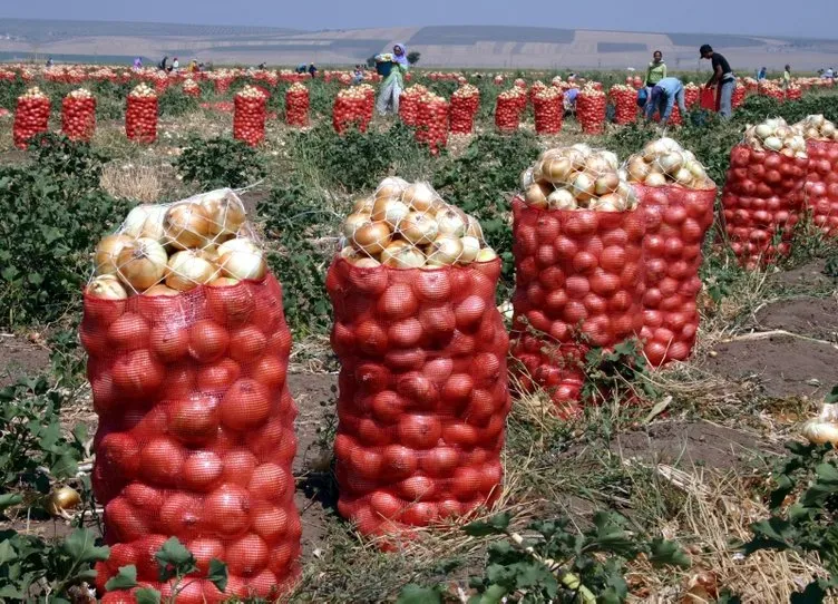 Son dakika | Fiyat artışlarına ilişkin çarpıcı rapor! İşte sebze Meyve fiyatlarının patladığı aşama