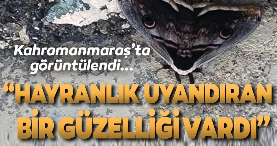 Tavus Kelebegi Elbistan Da Goruldu Son Dakika Haberler