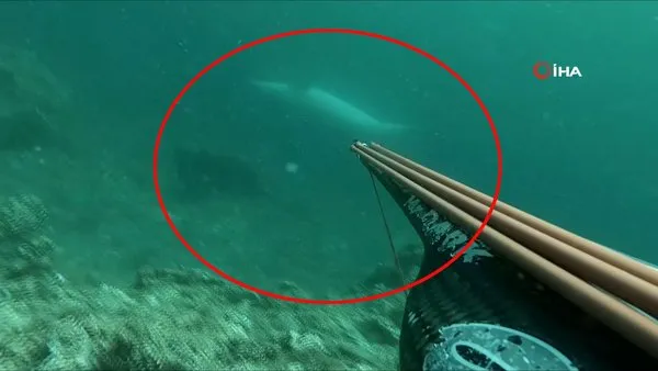 Çanakkale Boğazı’nda aniden zıpkıncının menziline giren yunus balığından şaşırtan hareket kamerada | Video