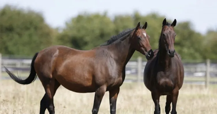 Rüyada at görmek tabiri neye işarettir? Rüyada beyaz, siyah ve