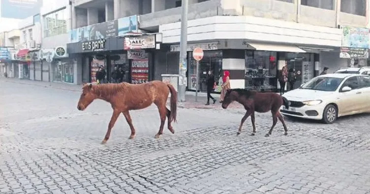 Sahipsiz gezinen atlar görenleri şaşırttı