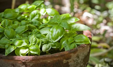 Reyhan nasıl tüketilir? Kuru reyhan çayı nasıl yapılır?