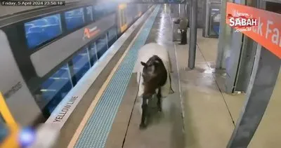Yağmurdan kaçan yarış atı, tren istasyonuna sığındı | Video