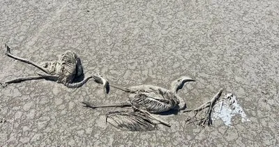 Türkiye flamingo ölümlerini konuşuyor: Tuz Gölün’deki facia neden yaşandı? Uzman isim açıkladı!