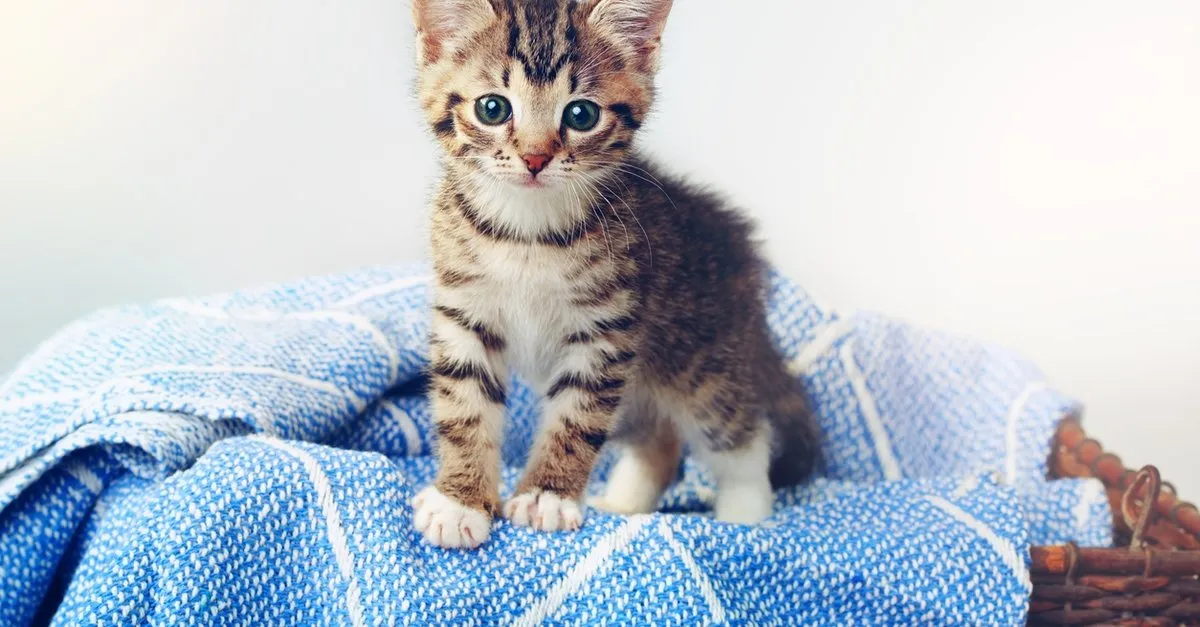 yavru kedi ne yer nasil beslenir yavru kediye ne verilir en cok ne sever son dakika haberler
