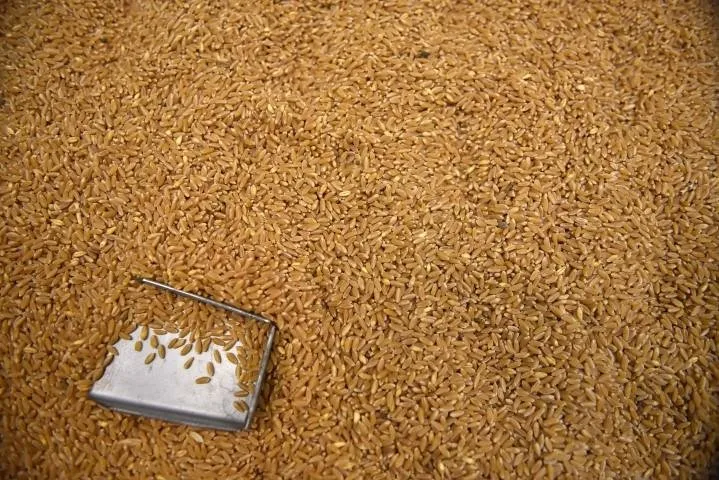 Buğdayın makarnaya uzanan serüveni