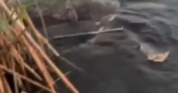 Muğla’da skandal iddia! Nesli koruma altındaki caretta carettalar iple bağlanarak ölüme terk ediliyor