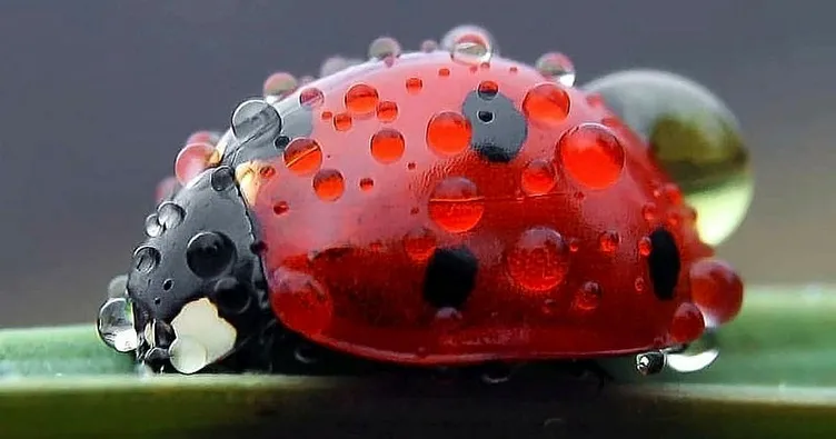 30 yıldır uğur böceği fotoğrafı çekiyor