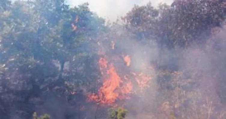 10 hektarlık meşe ormanı yandı