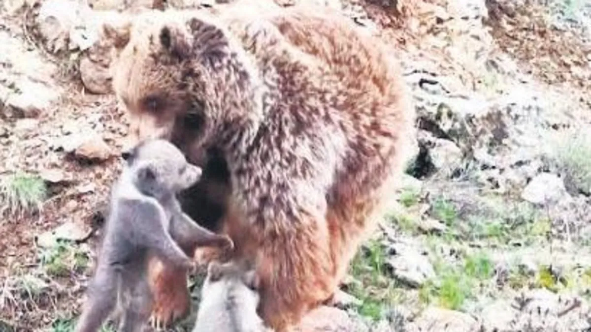 Yavru ayılara anne şefkati