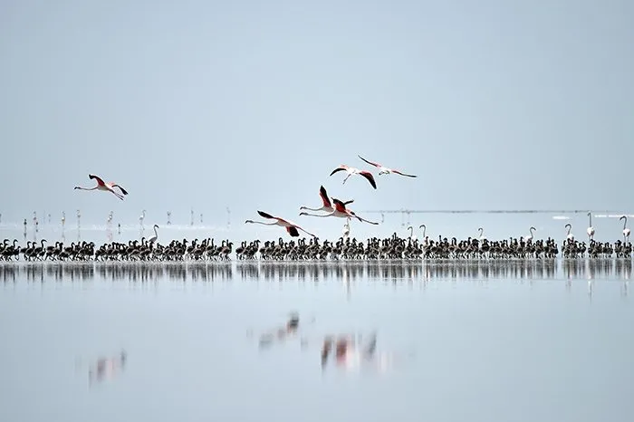 Tuz Gölü’nde ’flamingo kreşi’