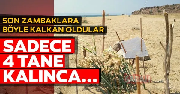 Balıkesir Ayvalık'taki son zambakları mahalle sakinleri böyle koruyor