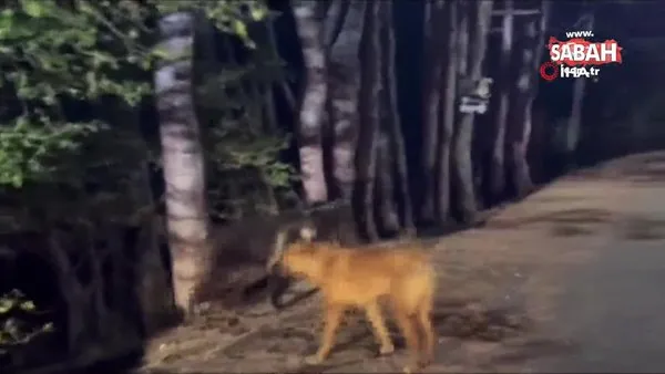 Ankara’da ayı ile başıboş köpekleri yine karşı karşıya geldi: O anlar kamerada | Video